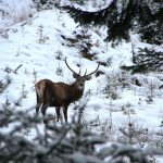 Mulţumim sponsorilor Mulţumim sponsorilor