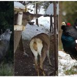 Bucovina Wildlife Livestreams Project - Stream LIVE la Boncanitul Cerbilor Carpatini / Rotitul Cocosilor de munte / Hranitoarea wildlife